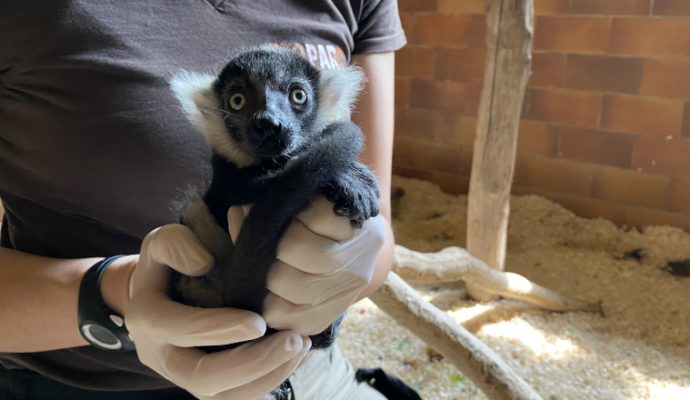 Un bébé vari, une espèce menacée d’extinction, est né au Bioparc de Doué-la-Fontaine