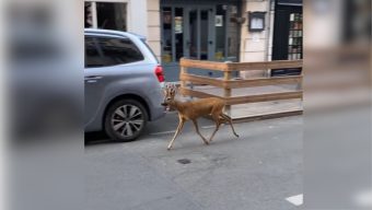 Un chevreuil égaré dans le centre-ville d’Angers