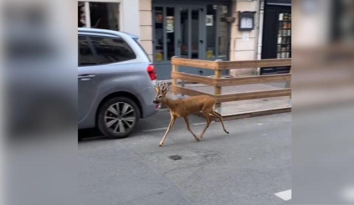 Un chevreuil égaré dans le centre-ville d’Angers