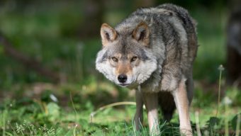 Plan loup : la préfecture met en place une veille dans le Maine-et-Loire