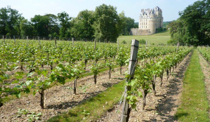 En Anjou, la viticulture doit s’adapter au changement climatique