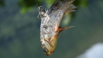 Le Decathlon des Ponts-de-Cé visé par une pétition contre la vente de poissons vivants