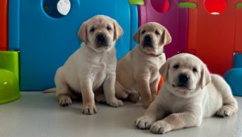 Trois chiens guides d’aveugles cherchent leurs familles d’accueil