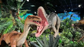 Des dinosaures grandeur nature seront à découvrir au Parc des expositions