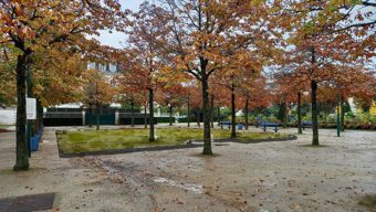 Un espace enherbé prochainement accessible au public au jardin du Mail