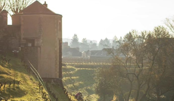 Les vignes du clos Saint-Nicolas s’ouvrent au public