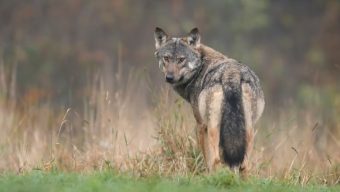 La présence du loup confirmée dans le Maine-et-Loire