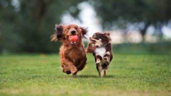 Bien-être animal : Angers a encore de nombreux progrès à faire