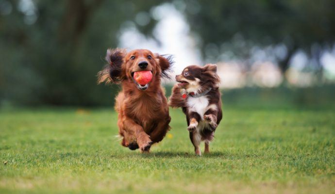 Bien-être animal : Angers a encore de nombreux progrès à faire