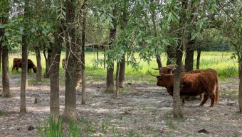 Comment les animaux aident à entretenir le parc Balzac ?