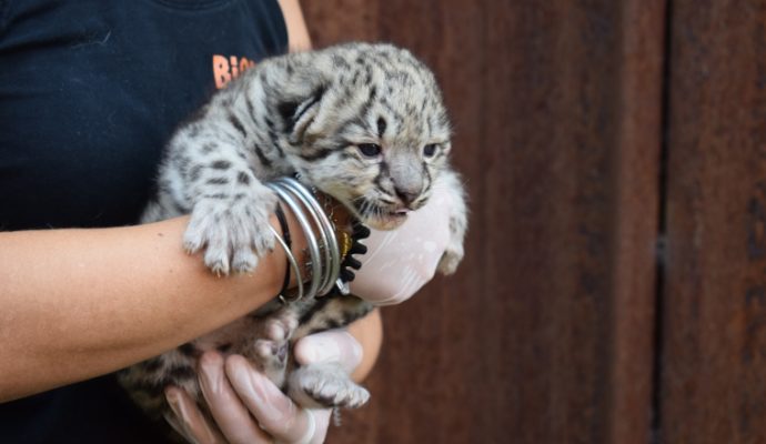 Deux bébés panthères des neiges, une espèce en danger d’extinction, sont nés au Bioparc de Doué-la-Fontaine