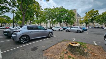 Les arbres de la place Imbach sous surveillance