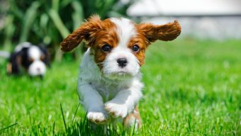 « Les animaux ne sont pas des marchandises ni des attractions » : une association dénonce la tenue du salon du chiot d’Angers