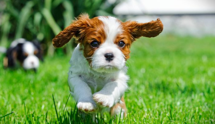 « Les animaux ne sont pas des marchandises ni des attractions » : une association dénonce la tenue du salon du chiot d’Angers