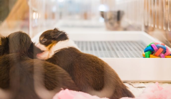 Une association dénonce des « pratiques illégales » au Salon du chiot d’Angers