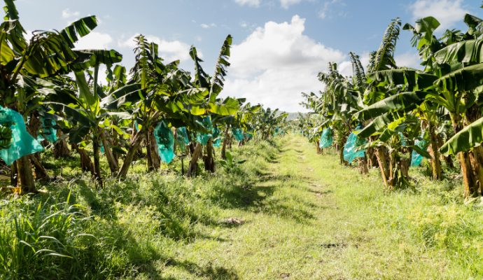 Une projection suivie d’une rencontre autour du chlordécone organisée à Angers