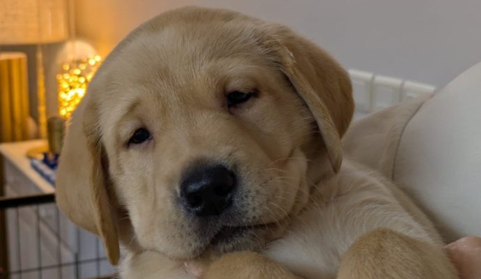 L’association les Chiens Guides d’Aveugles de l’Ouest recherche une famille d’élevage