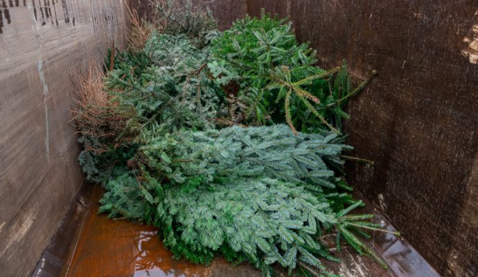 La Ville d&rsquo;Angers met en place des points de collecte pour récupérer les sapins de Noël