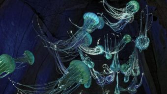 Le Mystère des Faluns a connu une fréquentation record cette année