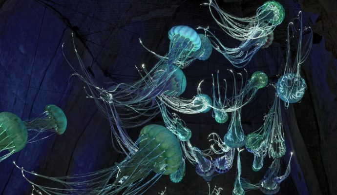 Le Mystère des Faluns a connu une fréquentation record cette année