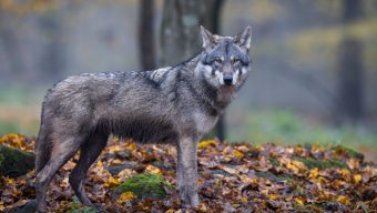 Le loup à l’origine de plusieurs attaques dans le Maine-et-Loire ?
