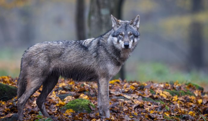 Le loup à l’origine de plusieurs attaques dans le Maine-et-Loire ?