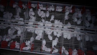 L214 se mobilise à Angers après une enquête sur un élevage du Maine-et-Loire