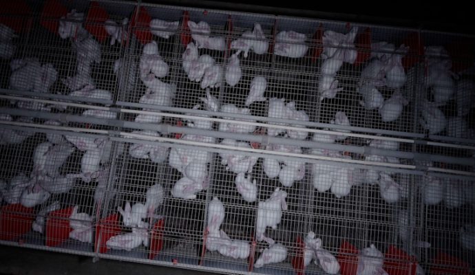 L214 se mobilise à Angers après une enquête sur un élevage du Maine-et-Loire