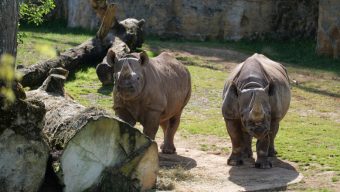 Le Bioparc de Doué-la-Fontaine va accueillir une espèce en « danger critique d’extinction »