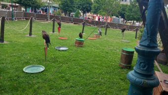 « Cela n’a plus sa place dans un divertissement » : une association dénonce la présence d&rsquo;animaux sauvages dans un spectacle prévu aux Ponts-de-Cé
