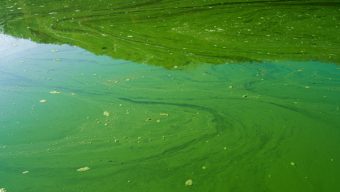 Cyanobactéries, feux de forêt : la canicule multiplie les risques en Maine-et-Loire