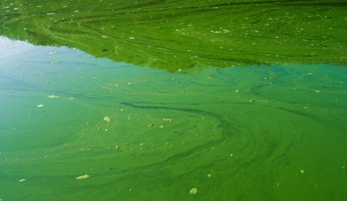 Cyanobactéries, feux de forêt : la canicule multiplie les risques en Maine-et-Loire