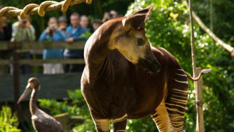 Un jeune okapi rejoint le Bioparc de Doué-la-Fontaine