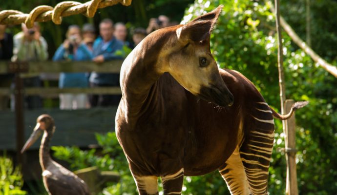 Un jeune okapi rejoint le Bioparc de Doué-la-Fontaine