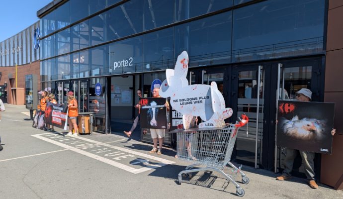 Les militants de L214 se sont mobilisés devant Carrefour Saint-Serge pour dénoncer l&rsquo;élevage intensif