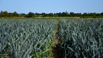 « Nous faisons face à une crise du vivant » : les agriculteurs tirent la sonnette d’alarme face aux conséquences des canicules à répétition en Anjou