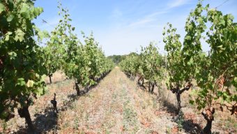 Les vignobles de Loire s’ouvrent aux randonneurs les 29 et 30 août
