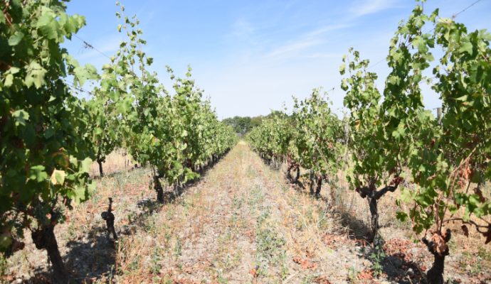 Les vignobles de Loire s’ouvrent aux randonneurs les 29 et 30 août