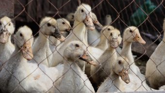 Un foyer de grippe aviaire détecté dans le Maine-et-Loire : des mesures mises en place