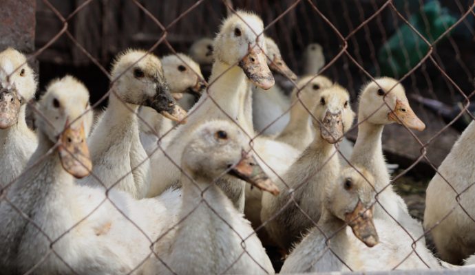 Un foyer de grippe aviaire détecté dans le Maine-et-Loire : des mesures mises en place